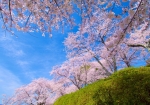 丘陵地の桜
