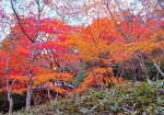 11/29 散策路から見上げた風景は、斜面を彩る美しい“紅葉”でした・・・!!!