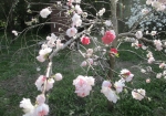 めずらしい桜