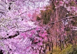3/29 一枝の“しだれ桜”が川面に垂れ下がり、清らかな小川に彩を添えていました・・・!!!