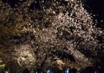 二条城の夜のライトアップの桜
