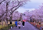 4/2 雨も上がり∼・∼❛清流園❜沿いの散策道に咲く満開の“桜並木”...と、・・・!!!