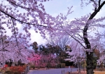 4/2 『北大手門』前の散策路にも満開の“桜並木”が続いていました・・・!!!