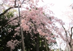 平安神宮の庭園の枝垂れ桜