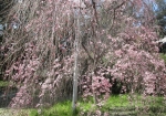 平野神社の枝垂桜