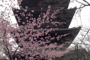 早咲き品種の桜も満開！