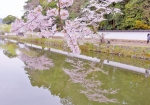 4/6 〚護国神社〛の白壁と、中堀沿いに咲く“桜”が、水面に映える光景...を・・・!!!