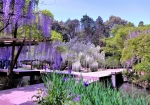 4/27 木道に垂れ咲く淡い紫...と、真っ白の“藤の花”が彩る一押しの撮影スポットを・・・!!!