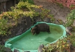 クマの水浴び