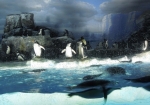 南極の海（ペンギン水槽）／名古屋港水族館
