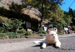 名物の古代焼きが食べられる合掌造りの前でくつろぐ野良猫を岩合光昭さん風に撮ってみました