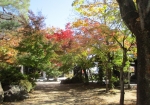 松本城内から歩いて駅に向かうと神社の紅葉がキレイ