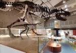 親子のティラノサウルス骨格標本。