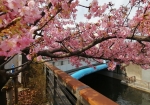 東武橋と河津桜