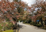 不忍池周辺の桜の樹の紅葉。うつくしひ。