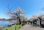 不忍周辺の桜の通り抜けは外国人観光客にも大人気。自撮り棒で行きかう人々の多いこと。
