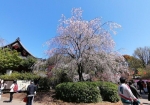 上野公園で一番大きいシダレサクラ