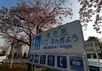 駐車場周りの安行桜が満開