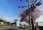 通行人も車両も目を止める美しい桜