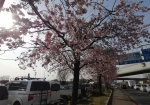 20240321現在も枝垂れ桜は咲かない。ソメイヨシノも咲かない