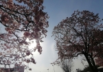 美しい安行桜