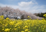 道の駅 うつのみや ろまんちっく村　桜と菜の花（例年3月下旬～4月上旬）