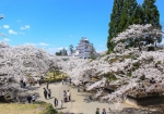 会津若松城と満開の桜 