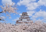 桜が満開の鶴ヶ城