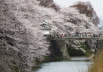 霞城大手門の桜