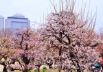 都会のビル群を背景に・・・八分咲きの“枝垂れ梅”を・・・!!!