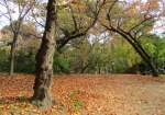 大阪城公園内の紅葉