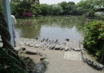 鶴岡八幡宮の境内の池