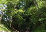 月見坂の杉並木