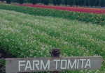 farm tomita 