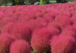 清水公園の花ファンタジアの園内のコキア、真っ赤に色づいてました。