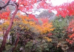 日本庭園の紅葉