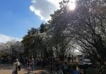 上野公園が路上花見禁止となり久々に人々が集う花見らしい花見を見学できる