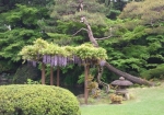 日本庭園の藤