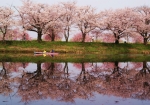 水鏡になった用水に写る桜並木。圧巻の美しさでした。