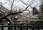 小倉城の公園