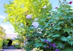 9/25 銀杏の巨樹...と、参道に咲く“酔芙蓉”と、紫式部の花たち...を・・・!!!