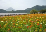 花咲く池田湖からの開聞岳