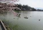 橿原神宮の池の桜