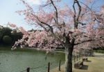 橿原神宮の池の桜