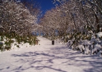 雪が積もった「日暮山」への遊歩道です。