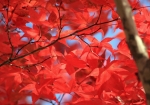 公園内のきれいな紅葉