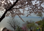 ソメイヨシノの向こうに琵琶湖の湖面が光ります☆