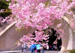 4/10 トンネルの手前・・・咲き誇る“枝垂れ桜”...と・・・!!!