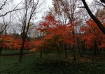 グラデーションが好きだが11月下旬だと紅葉が染まり切っていた。