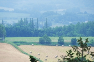 四季彩の丘から見る牧草ロール畑。